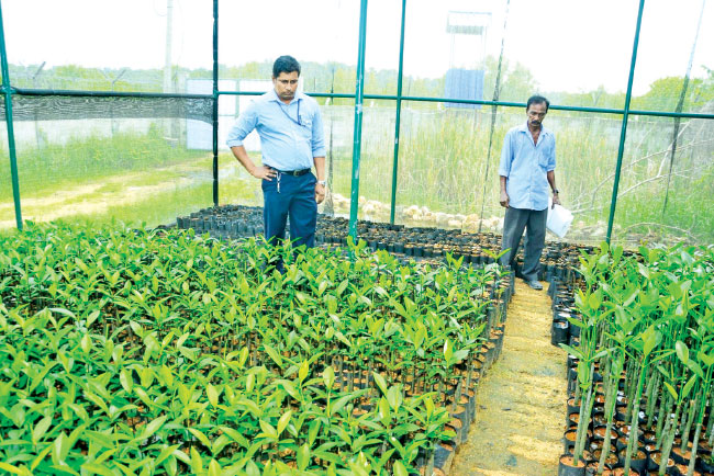 Tokyo Cement marks World Environment Day with Mangrove Conservation project